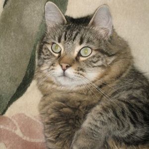 Meet your Posher, Musclegeek